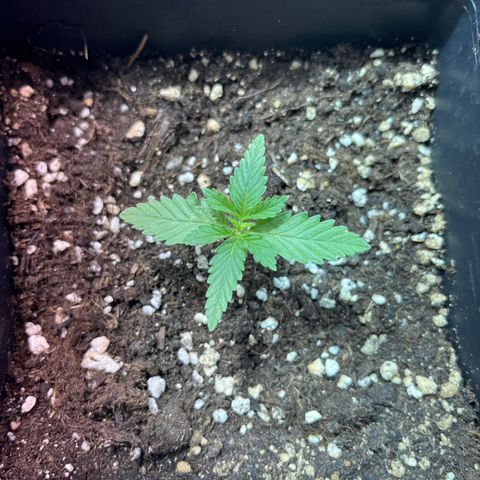 Green Gelato #2 growlog timeline photo