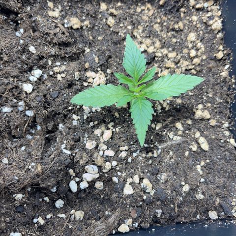 Green Gelato #3 growlog timeline photo