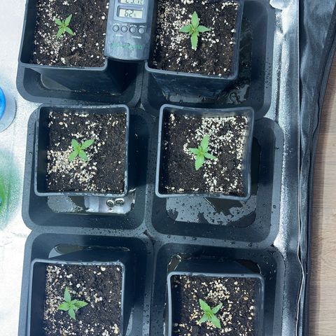 Critical Kush #3 growlog timeline photo