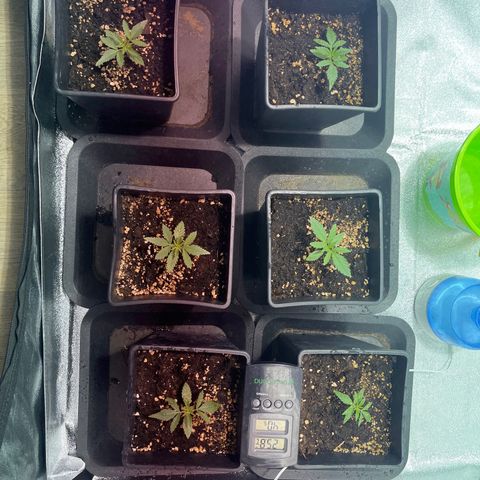 Critical Kush #3 growlog timeline photo