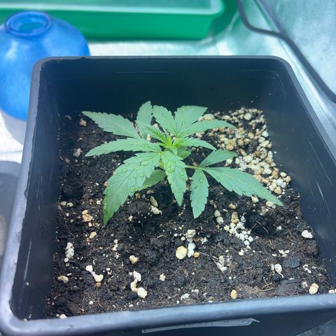 Critical Kush #1 growlog timeline photo