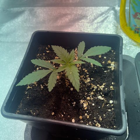 Critical Kush #2 growlog timeline photo
