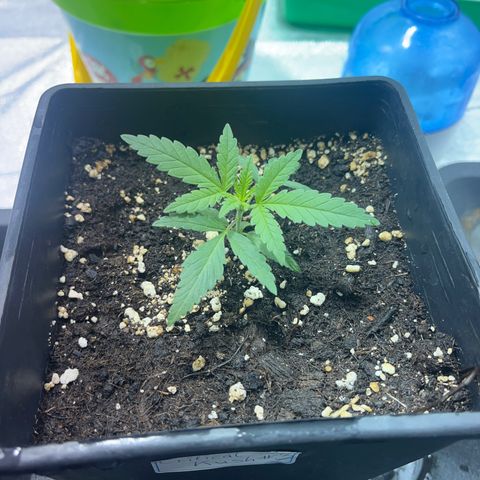 Critical Kush #3 growlog timeline photo