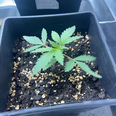 Green Gelato #1 growlog timeline photo