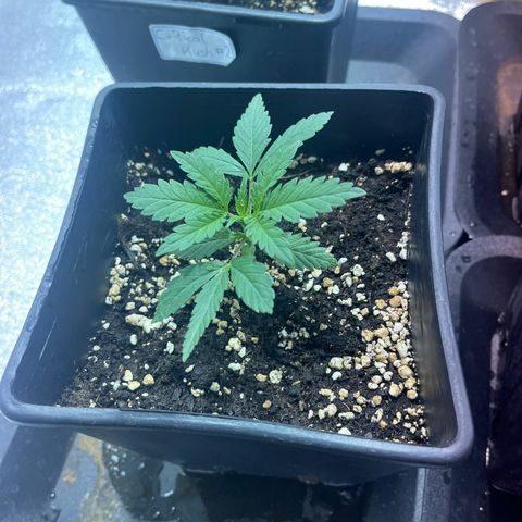 Green Gelato #2 growlog timeline photo