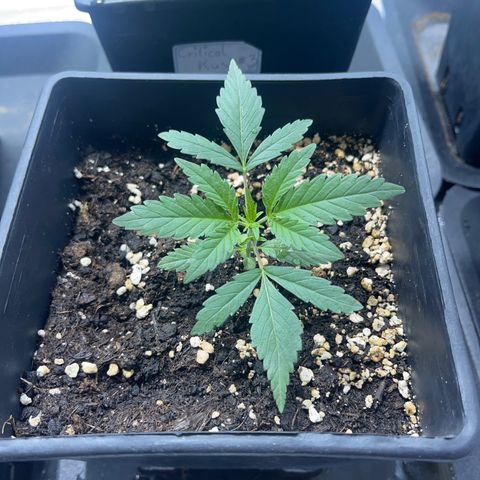 Green Gelato #3 growlog timeline photo