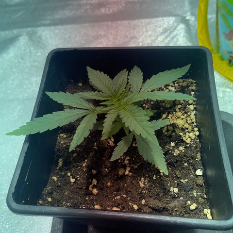 Critical Kush #1 growlog timeline photo