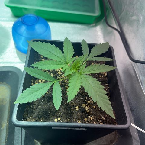 Critical Kush #2 growlog timeline photo