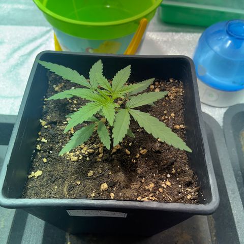 Critical Kush #3 growlog timeline photo