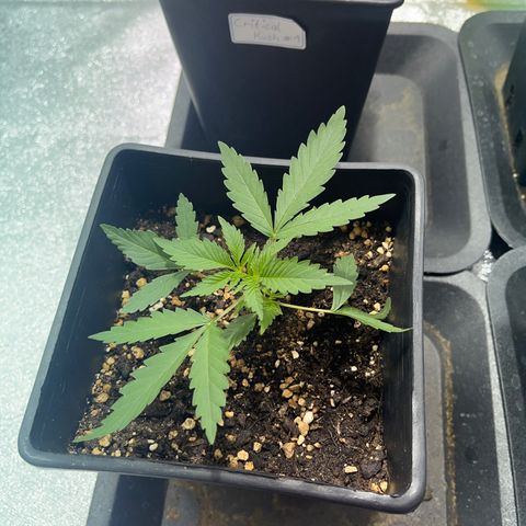 Green Gelato #1 growlog timeline photo
