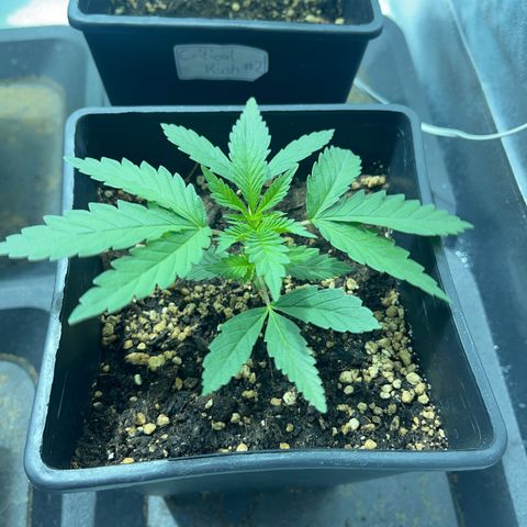Green Gelato #2 growlog timeline photo