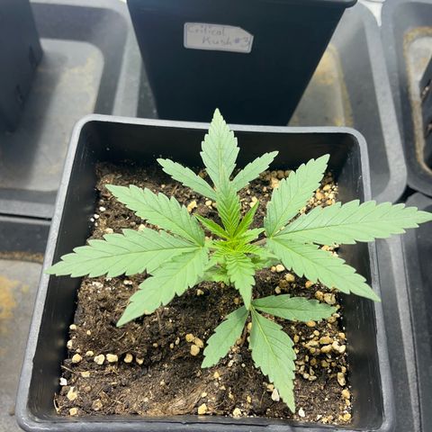 Green Gelato #3 growlog timeline photo
