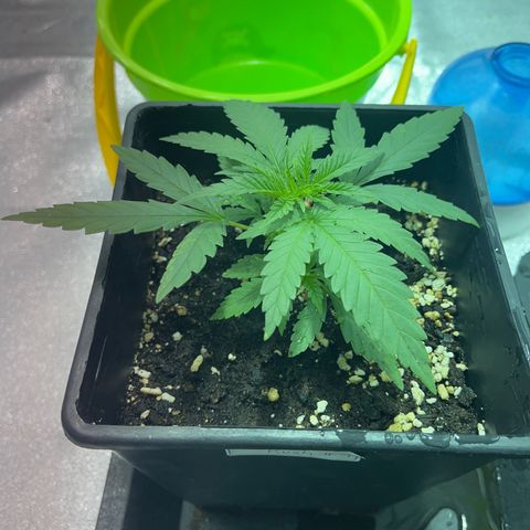 Critical Kush #1 growlog timeline photo