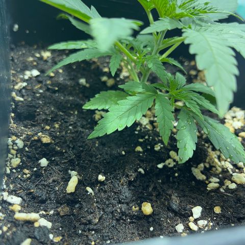 Critical Kush #1 growlog timeline photo