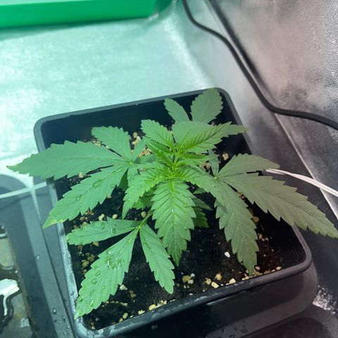 Critical Kush #2 growlog timeline photo