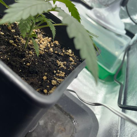 Critical Kush #2 growlog timeline photo