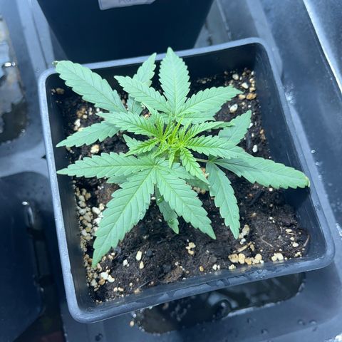 Critical Kush #3 growlog timeline photo