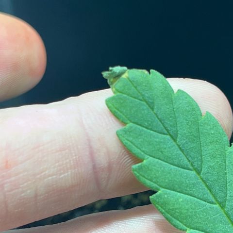 Critical Kush #3 growlog timeline photo