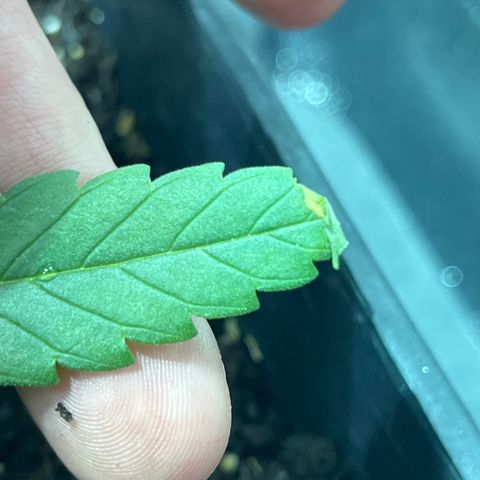 Critical Kush #3 growlog timeline photo