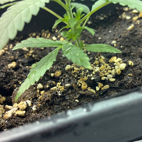 Critical Kush #3 growlog timeline photo