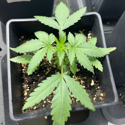 Green Gelato #1 growlog timeline photo