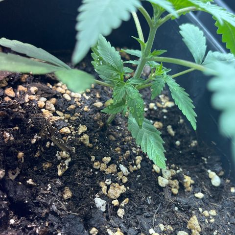 Green Gelato #1 growlog timeline photo