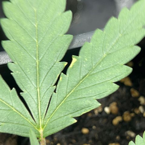 Green Gelato #1 growlog timeline photo