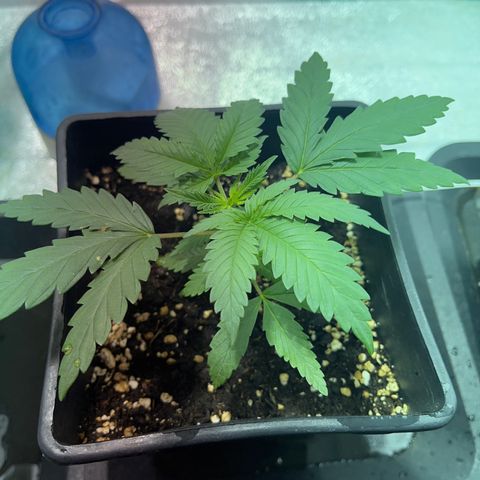 Green Gelato #2 growlog timeline photo
