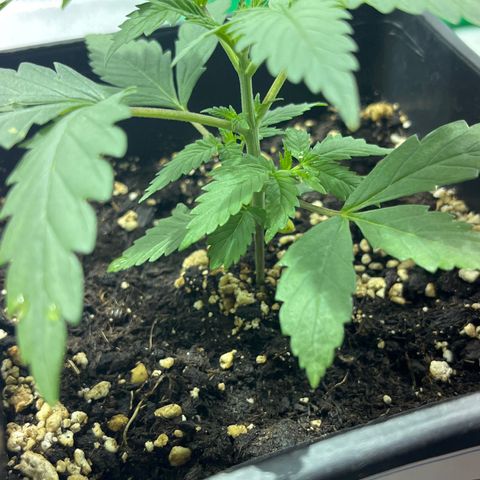 Green Gelato #2 growlog timeline photo