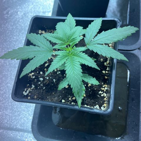 Green Gelato #3 growlog timeline photo