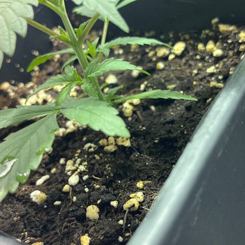 Green Gelato #3 growlog timeline photo