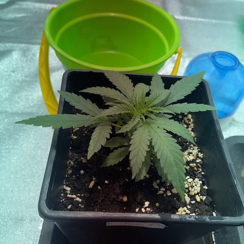 Critical Kush #1 growlog timeline photo