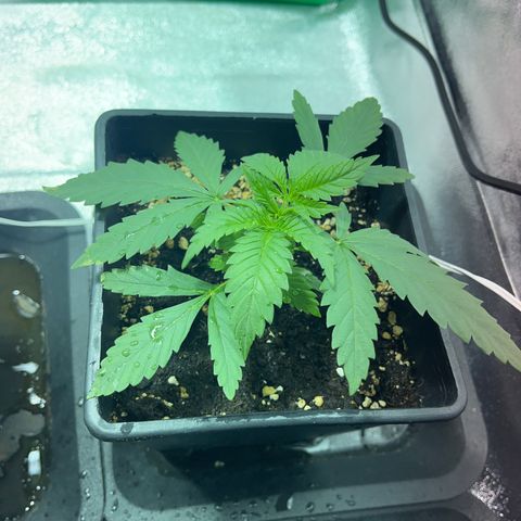 Critical Kush #2 growlog timeline photo