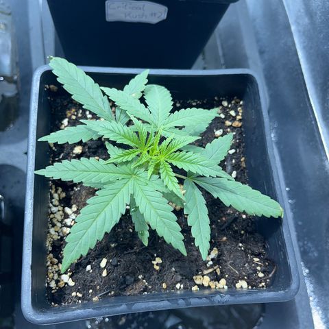 Critical Kush #3 growlog timeline photo
