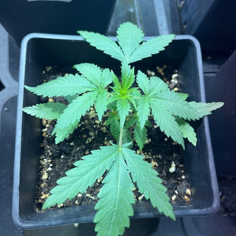 Green Gelato #1 growlog timeline photo