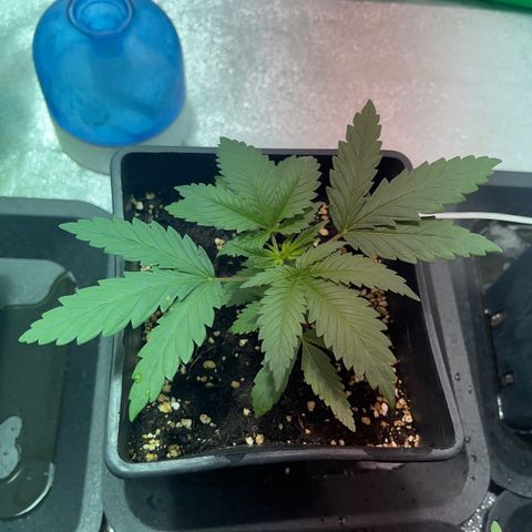 Green Gelato #2 growlog timeline photo