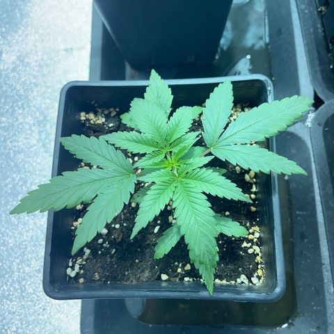 Green Gelato #3 growlog timeline photo