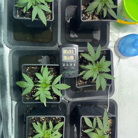 Critical Kush #3 growlog timeline photo