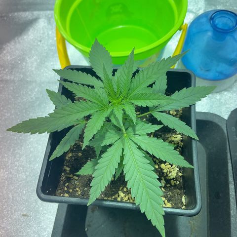 Critical Kush #1 growlog timeline photo