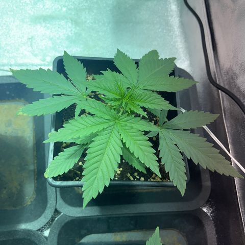 Critical Kush #2 growlog timeline photo