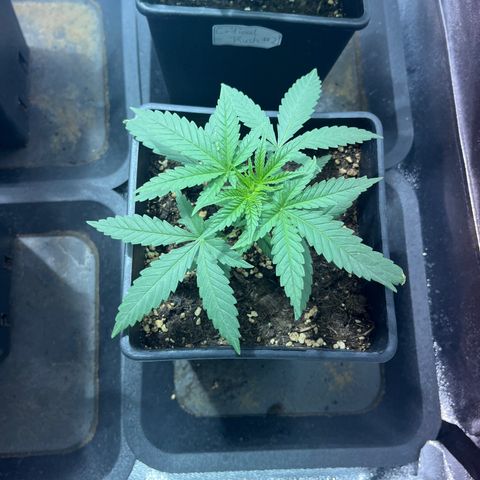 Critical Kush #3 growlog timeline photo