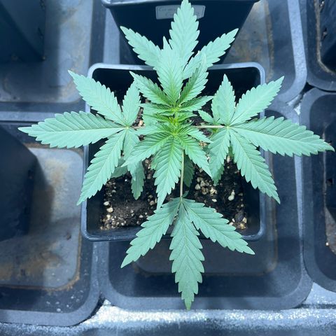 Green Gelato #1 growlog timeline photo