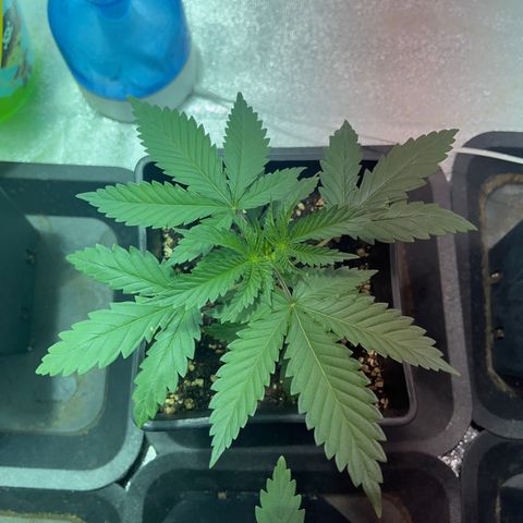 Green Gelato #2 growlog timeline photo