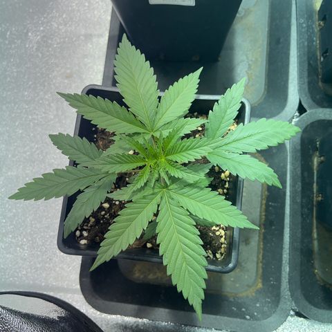Green Gelato #3 growlog timeline photo