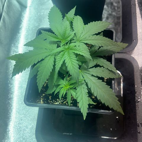 Critical Kush #1 growlog timeline photo