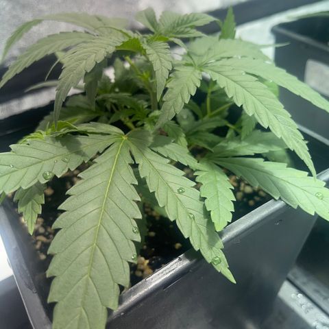 Critical Kush #1 growlog timeline photo