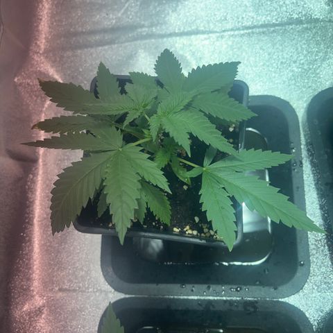 Critical Kush #2 growlog timeline photo