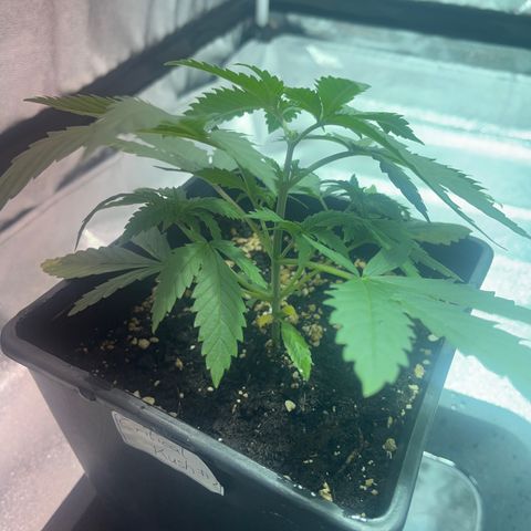 Critical Kush #2 growlog timeline photo