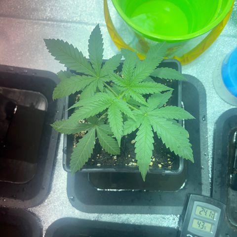 Critical Kush #3 growlog timeline photo