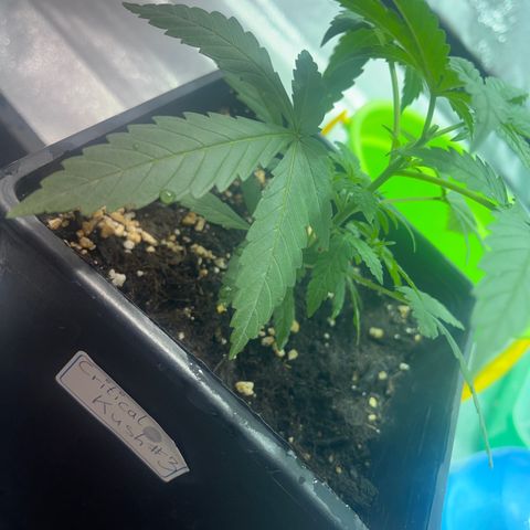 Critical Kush #3 growlog timeline photo